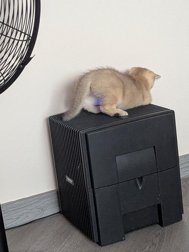 Bella Scottish Straight female, black golden ticked tabby