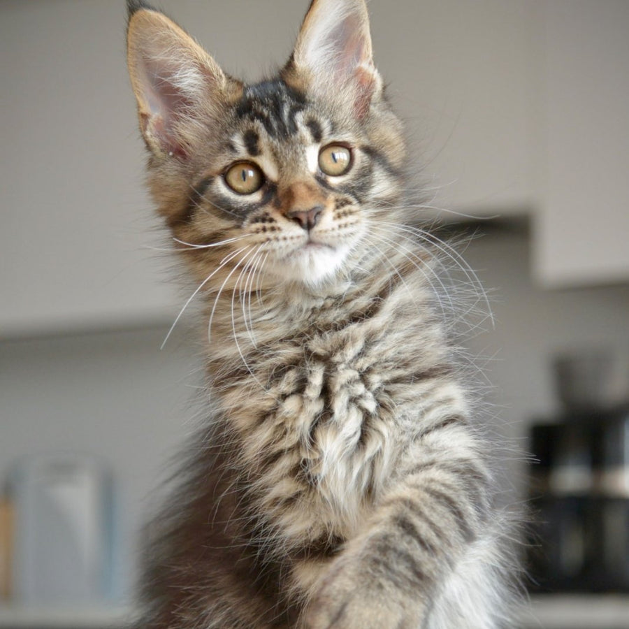 Yavanna Maine Coon female, black tabby