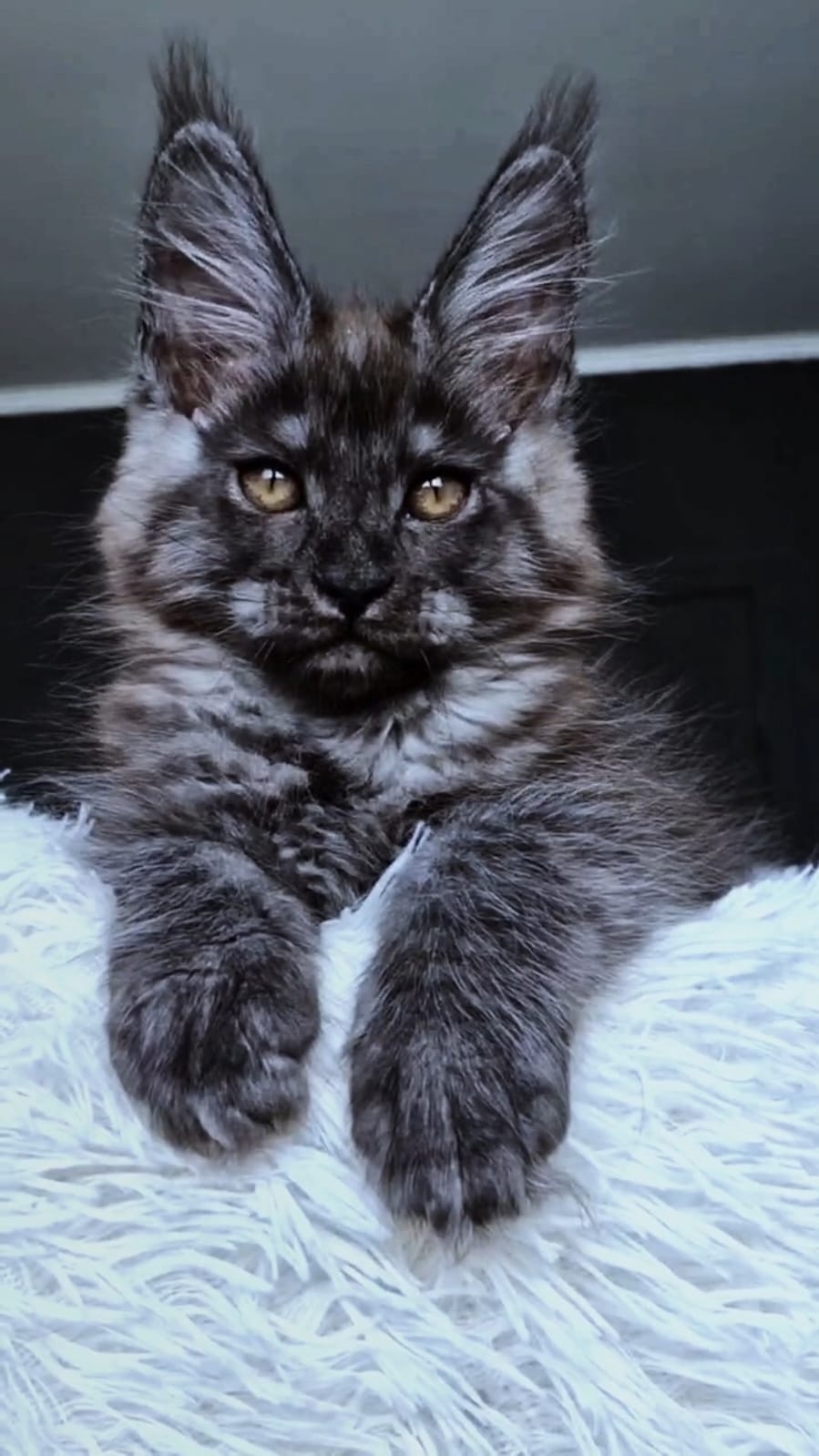 Kasperov Maine Coon male, black silver