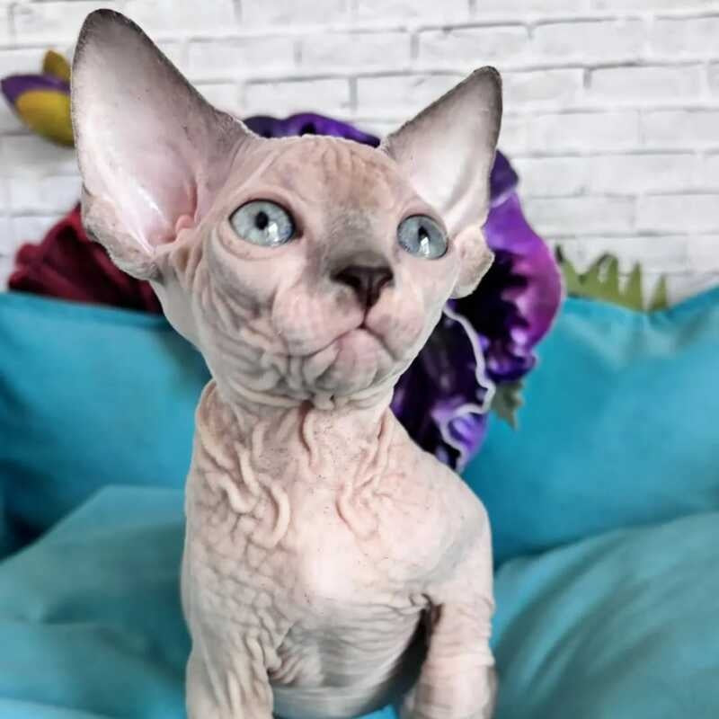 Bazis Canadian Sphynx male, blue pointed bicolour