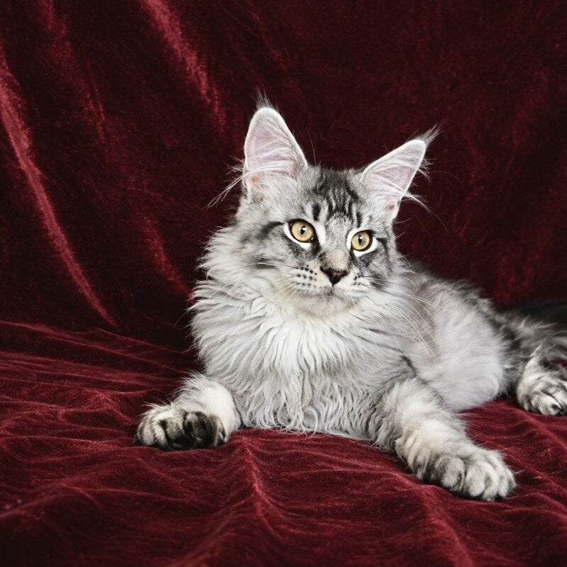Hailen Maine Coon male, black silver ticked tabby