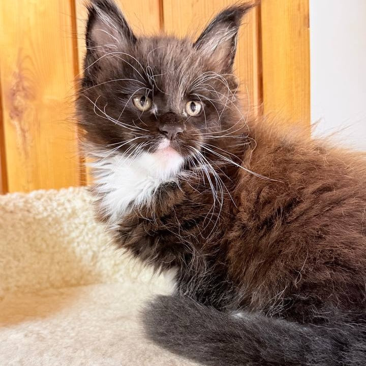 Onyx Maine Coon male, black bicolour