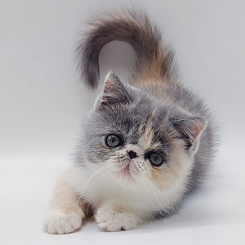 Julia Exotic female, blue tortie bicolour