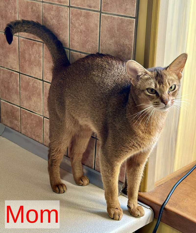 Bastet Abyssinian female sorrel - live animals