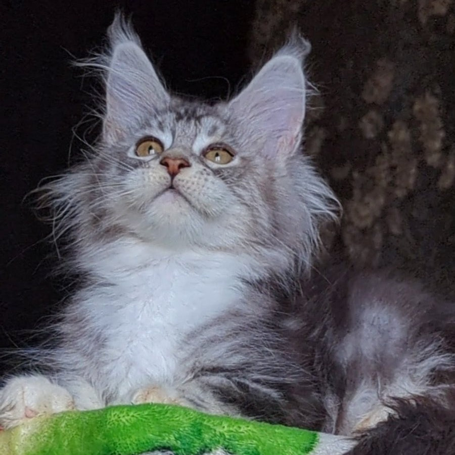 Irida Maine Coon female, black silver tabby with white