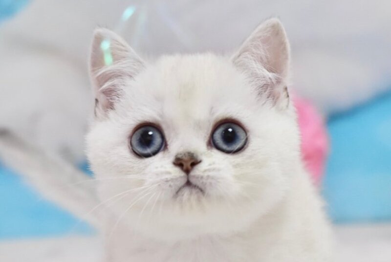 Diamond British Shorthair male, black silver shaded pointed