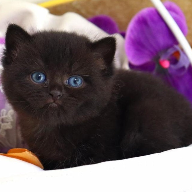 Nil British Shorthair male, black