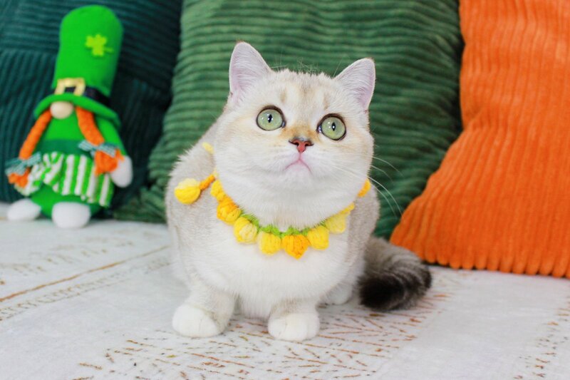 Iva Scottish Straight female chocolate golden ticked tabby pointed bicolour - live animals