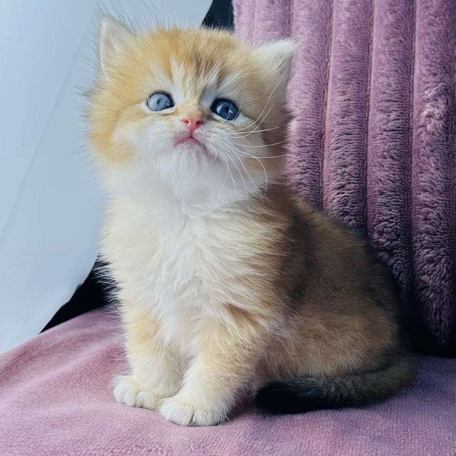 Jazz British Longhair male, black golden chinchilla