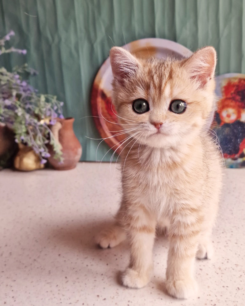 Anastasia British Shorthair female, black golden spotted tabby