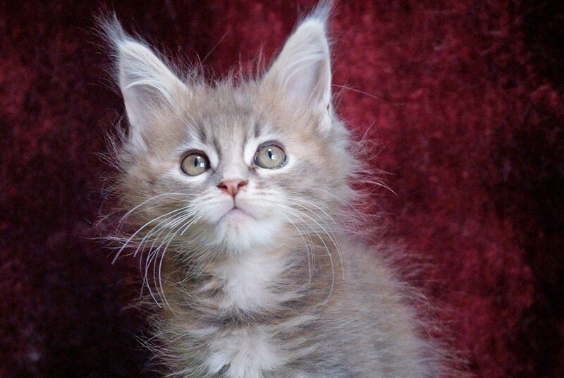Ofeliya Maine Coon female blue tortie silver tabby - live animals