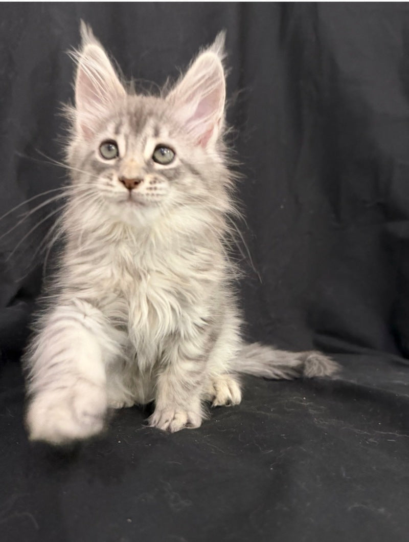 Zelda Maine Coon female, blue silver tabby