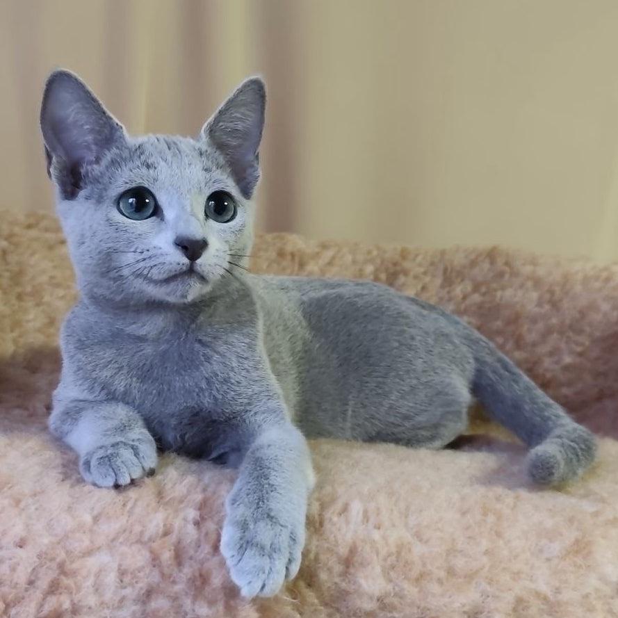 Leon Russian Blue male, blue