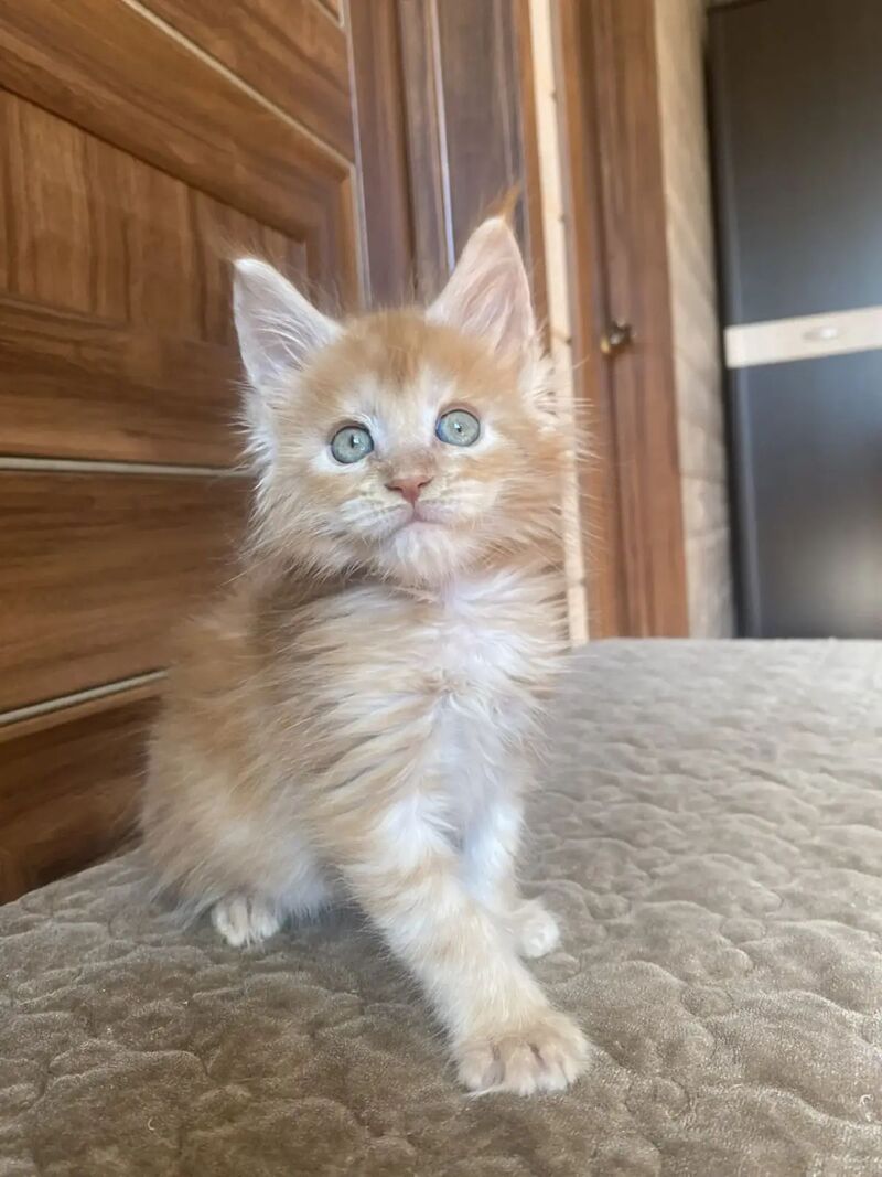 Jerri Maine Coon male red silver - live animals