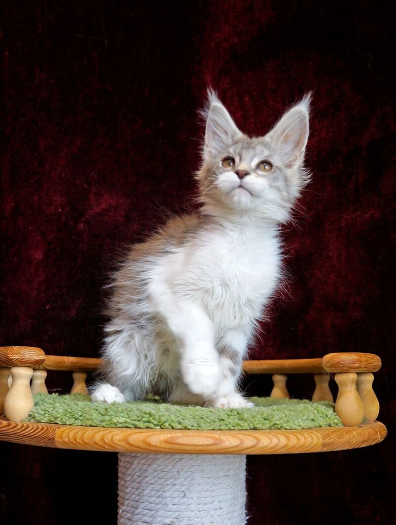 Korol Maine Coon male blue silver bicolour tabby live animals