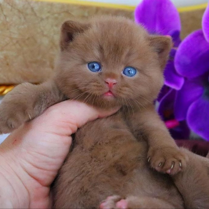 Richard British Shorthair male, cinnamon
