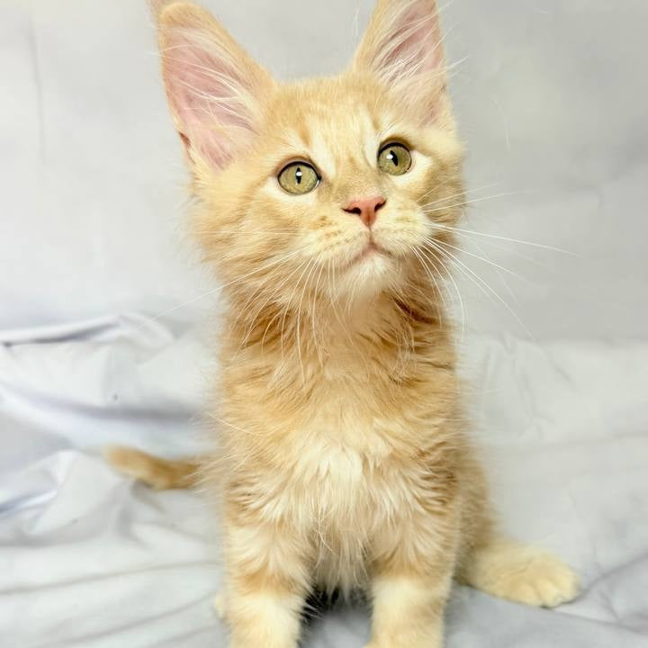 Lyndon Maine Coon polydactyl 5x5x6x6 male, cream silver tabby