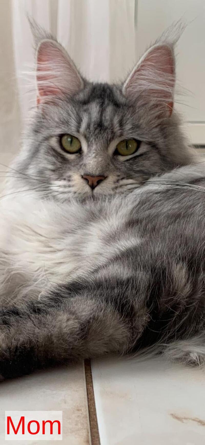 Itaka Maine Coon female black tabby live animals