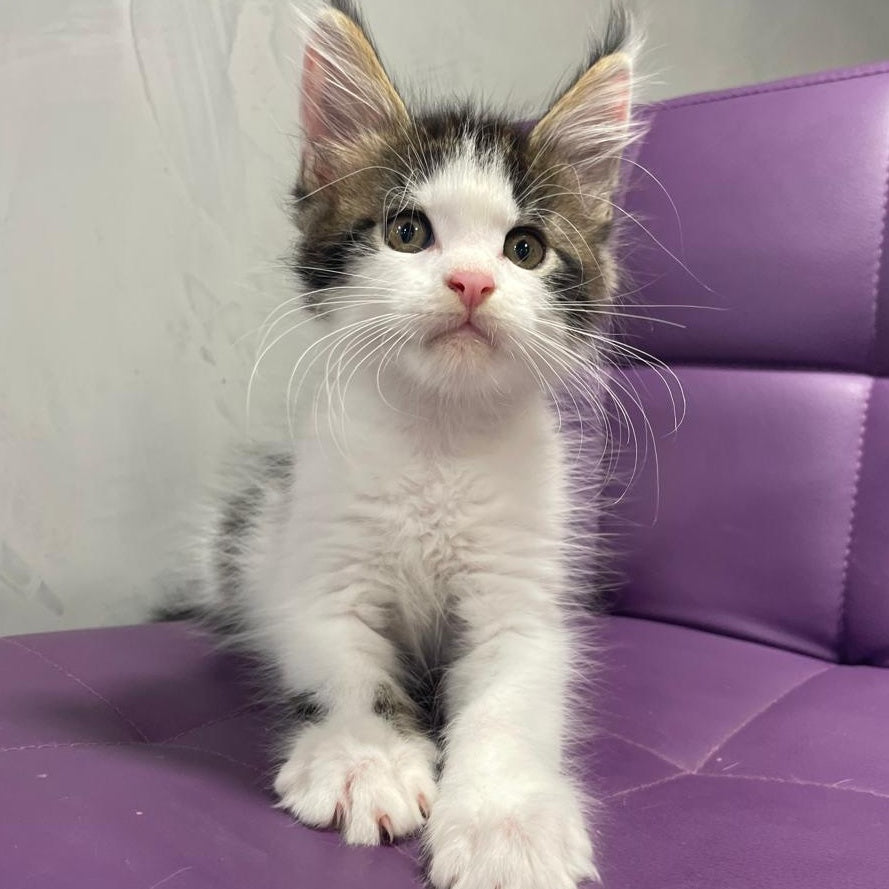 Sem Maine Coon male, black bicolour tabby
