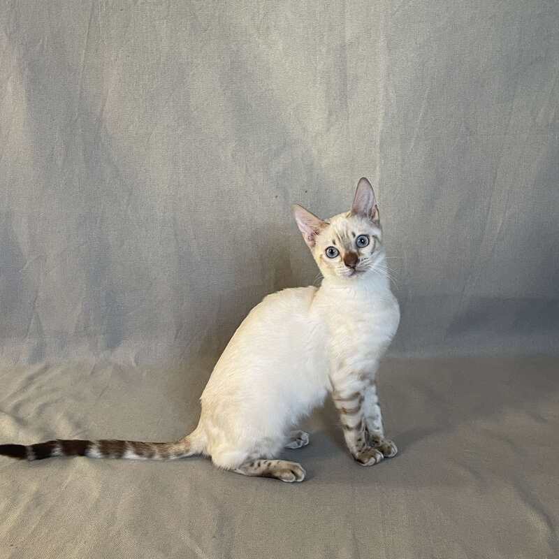 Jelly Bengal female, black spotted tabby pointed