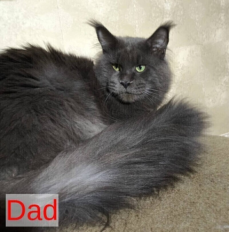Marcus Maine Coon male, blue