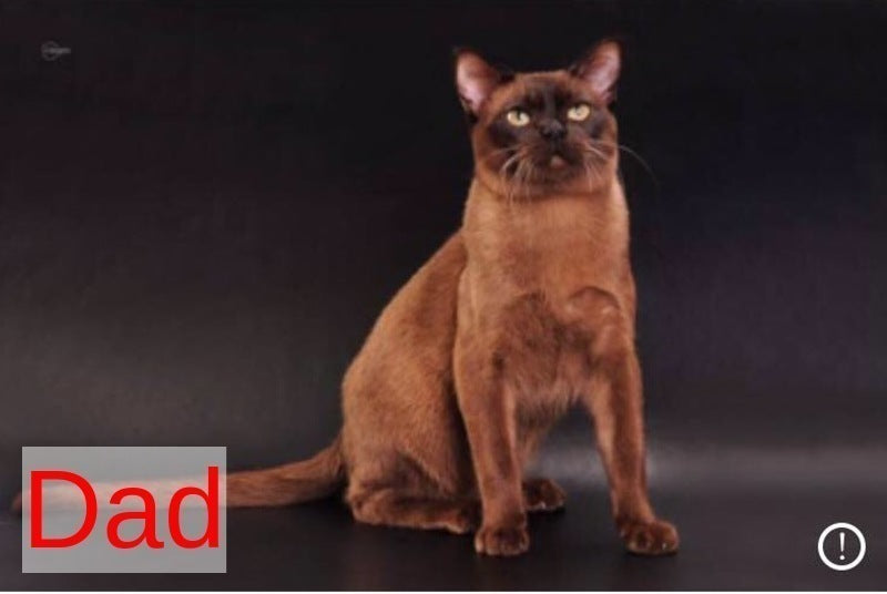Anola Burmese female, chocolate