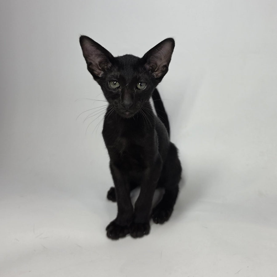 Xolotl Oriental Shorthair male, black