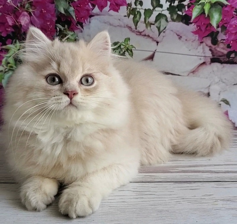 Plush British Longhair male blue golden chinchilla - live animals