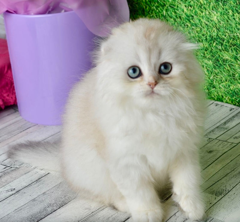 Ronnie Scottish Fold male black silver shaded - live animals