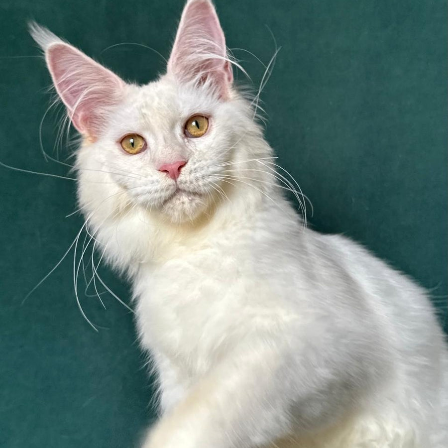 Dorothy Maine Coon female, red silver chinchilla