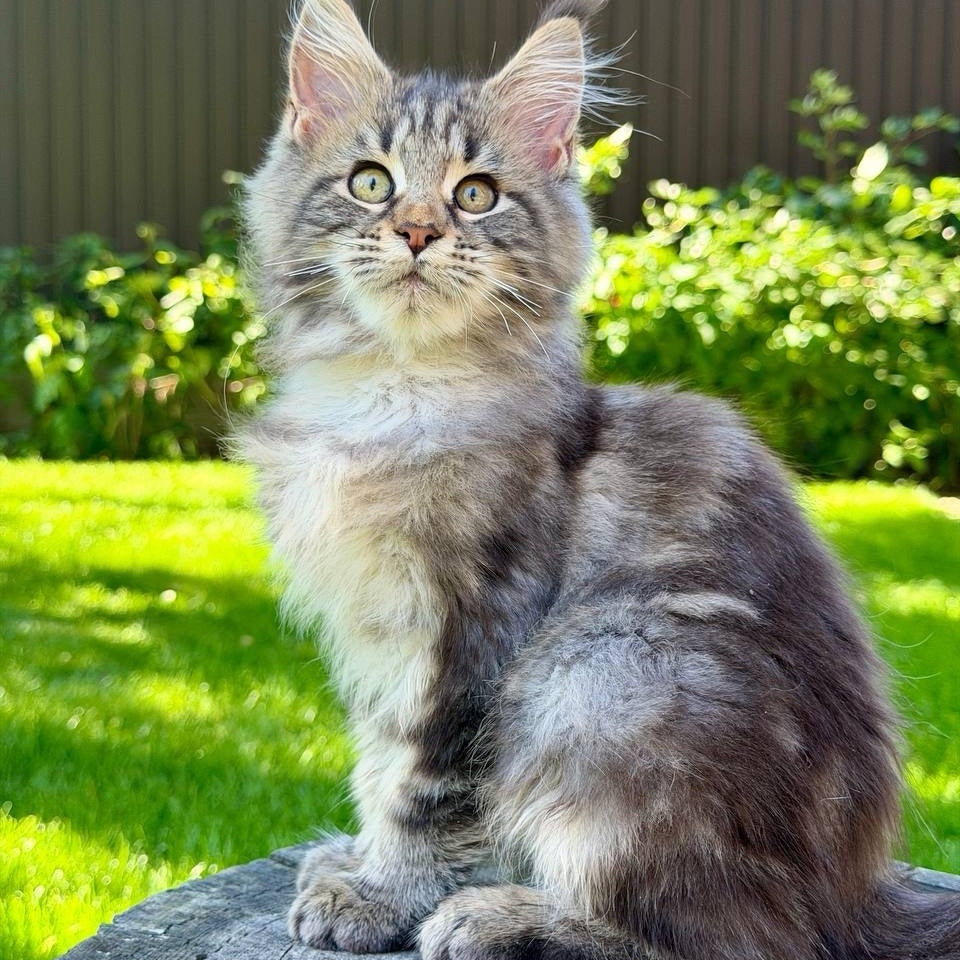 Nalla Maine Coon female, black tabby