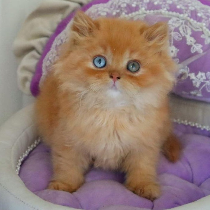 Meir British Longhair male, red