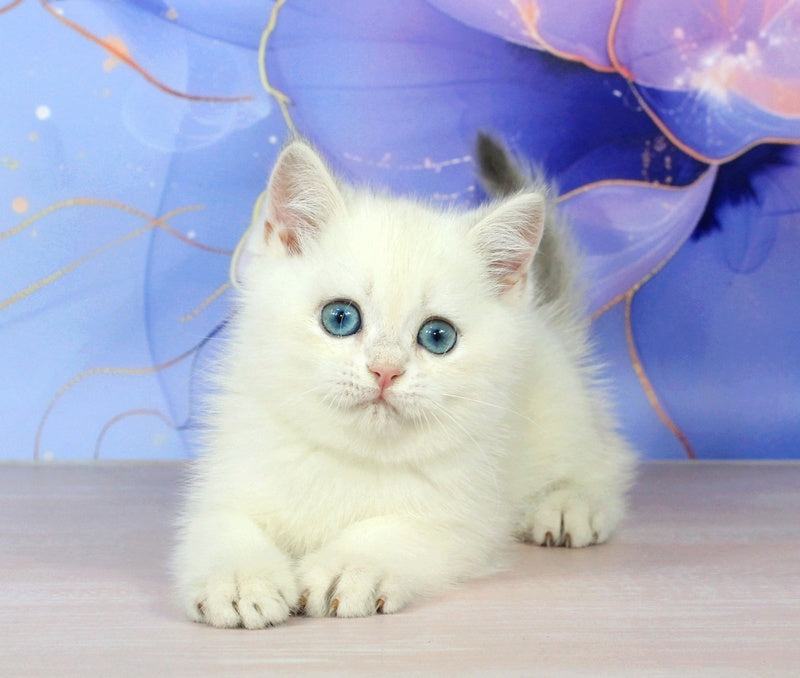 Quest British Shorthair male blue golden shaded pointed - live animals