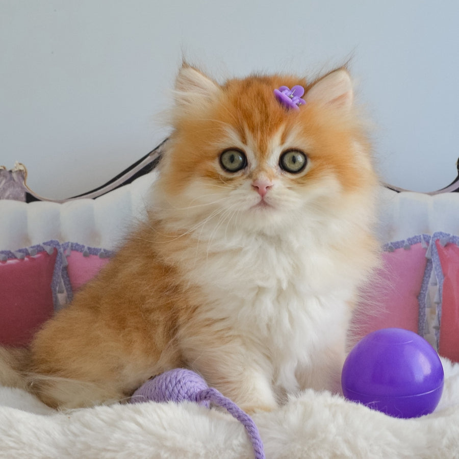 Gina British Longhair female, black golden chinchilla