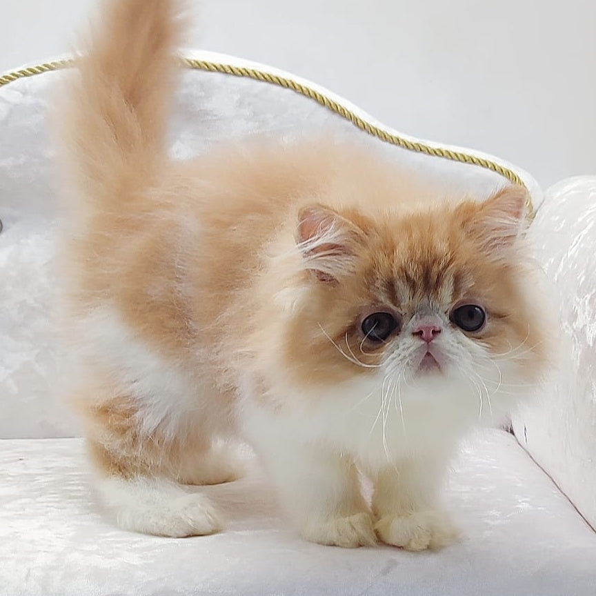Teddy Persian male, red bicolour