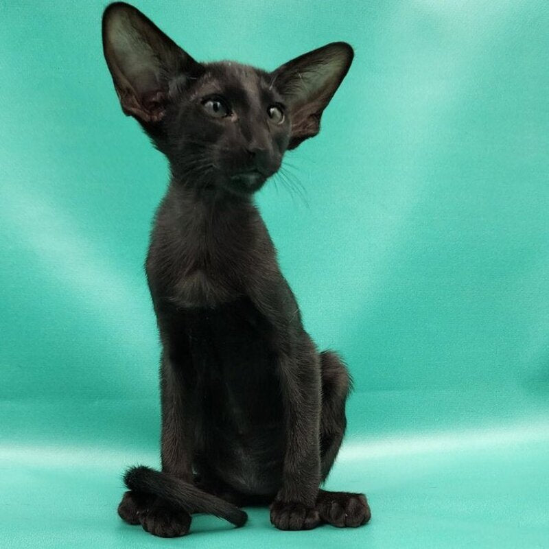 Ramses Oriental Shorthair male, black