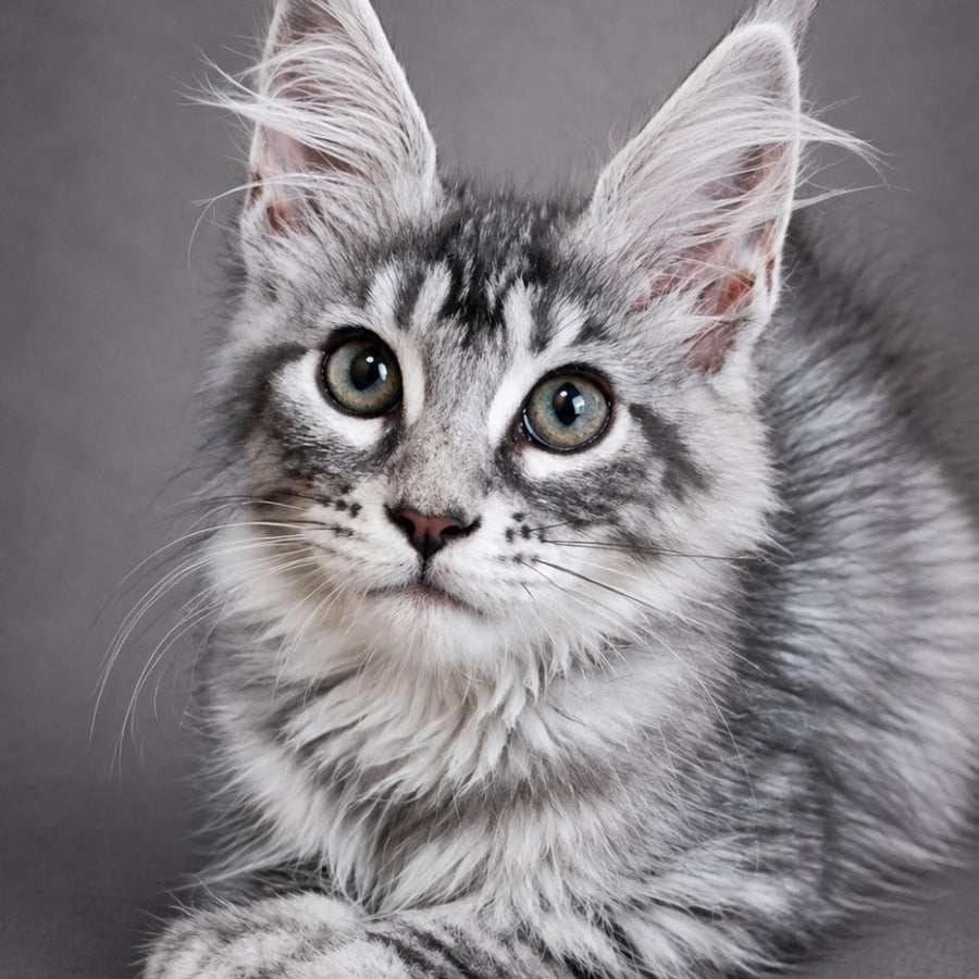 Lola Maine Coon female, black silver tabby