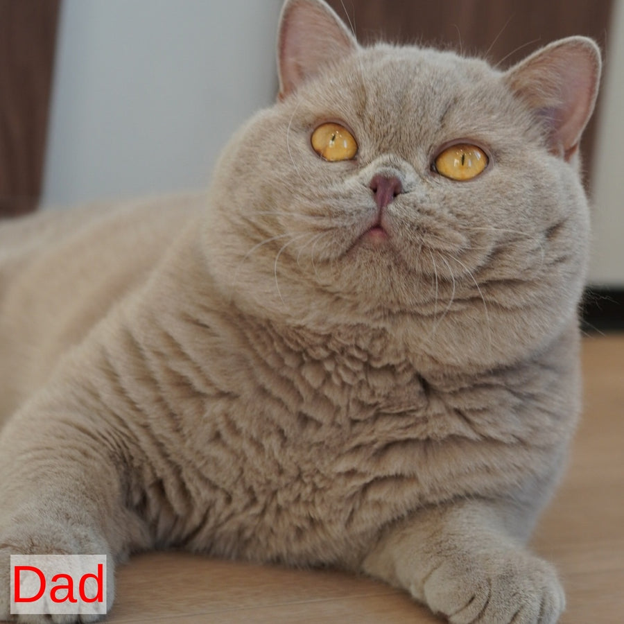 Teddy British Shorthair male, chocolate golden chinchilla with white