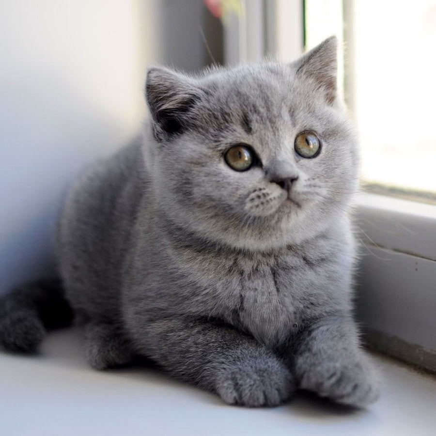Teguila British Shorthair female, blue