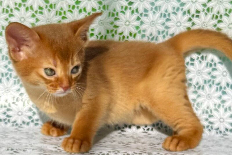 Bakara Abyssinian female sorrel - live animals