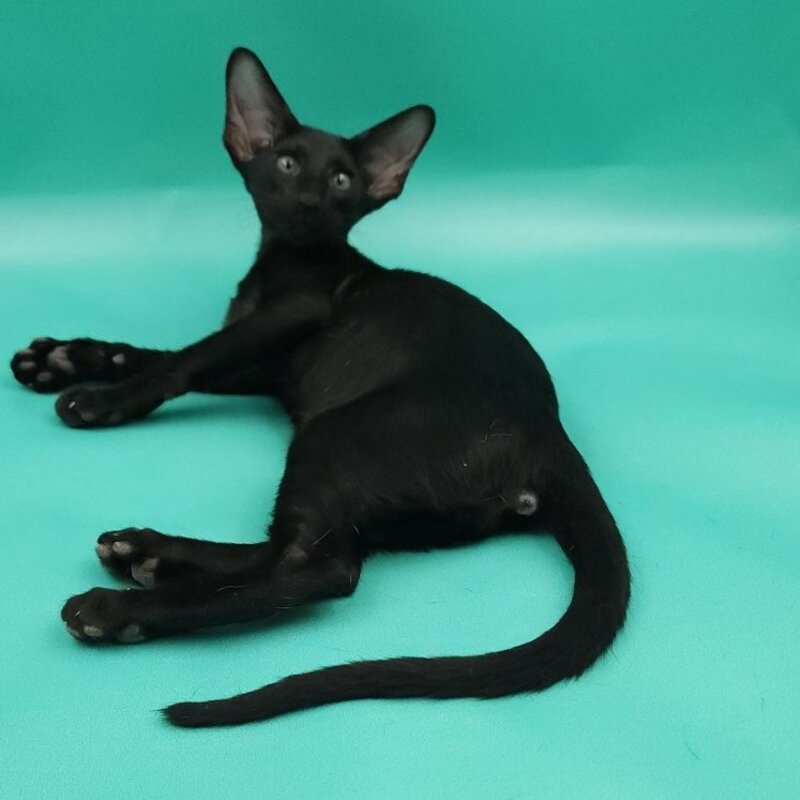 Romeo Oriental Shorthair male, black