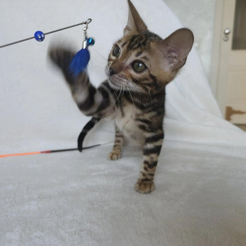 Tomagochi Bengal male black spotted tabby - live animals
