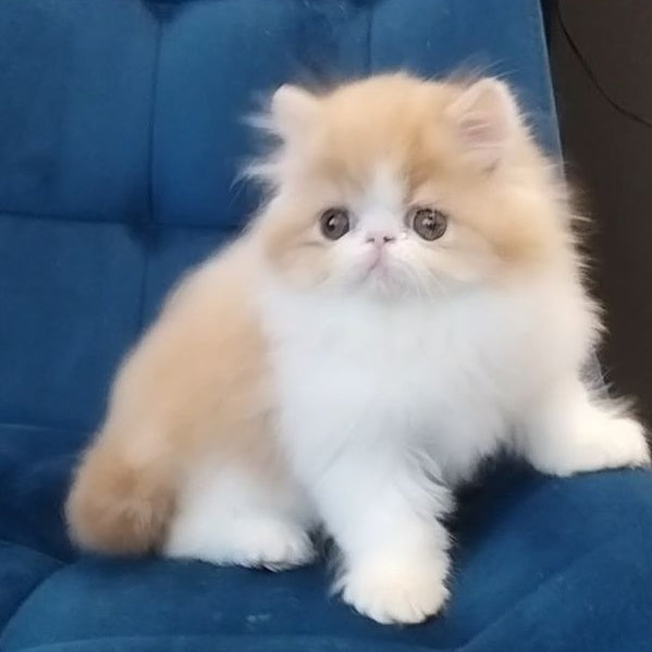 Chilitta Persian female, red bicolour
