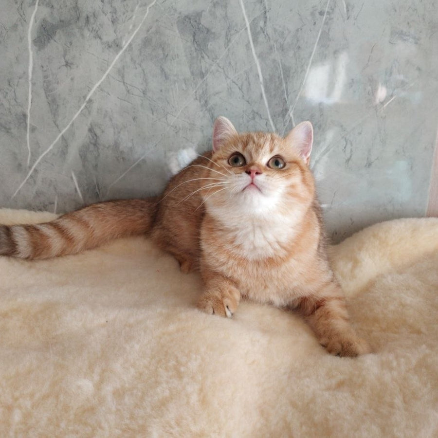 Agatha British Shorthair female, chocolate golden spotted tabby