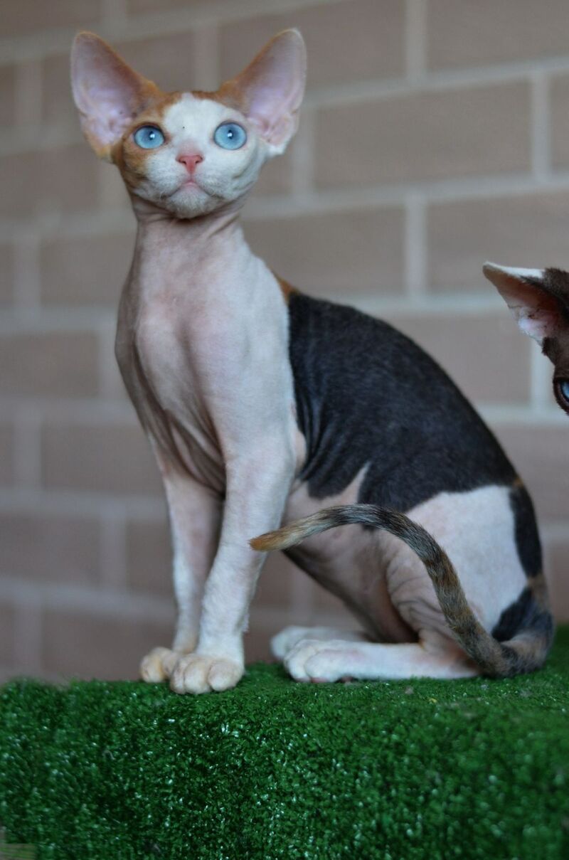 Romashka Devon Rex female, black tortie bicolour