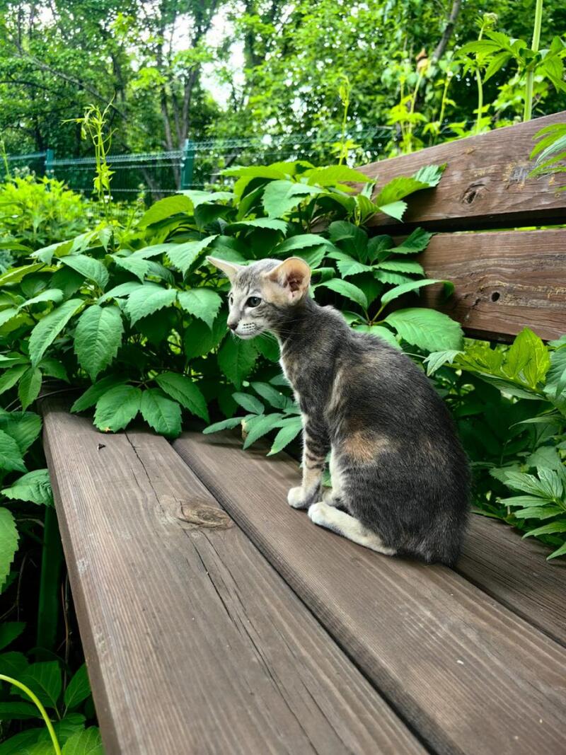 Mauti yeti Oriental Shorthair female blue tortie tabby - live animals