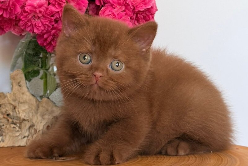 Fendi British Shorthair male, cinnamon