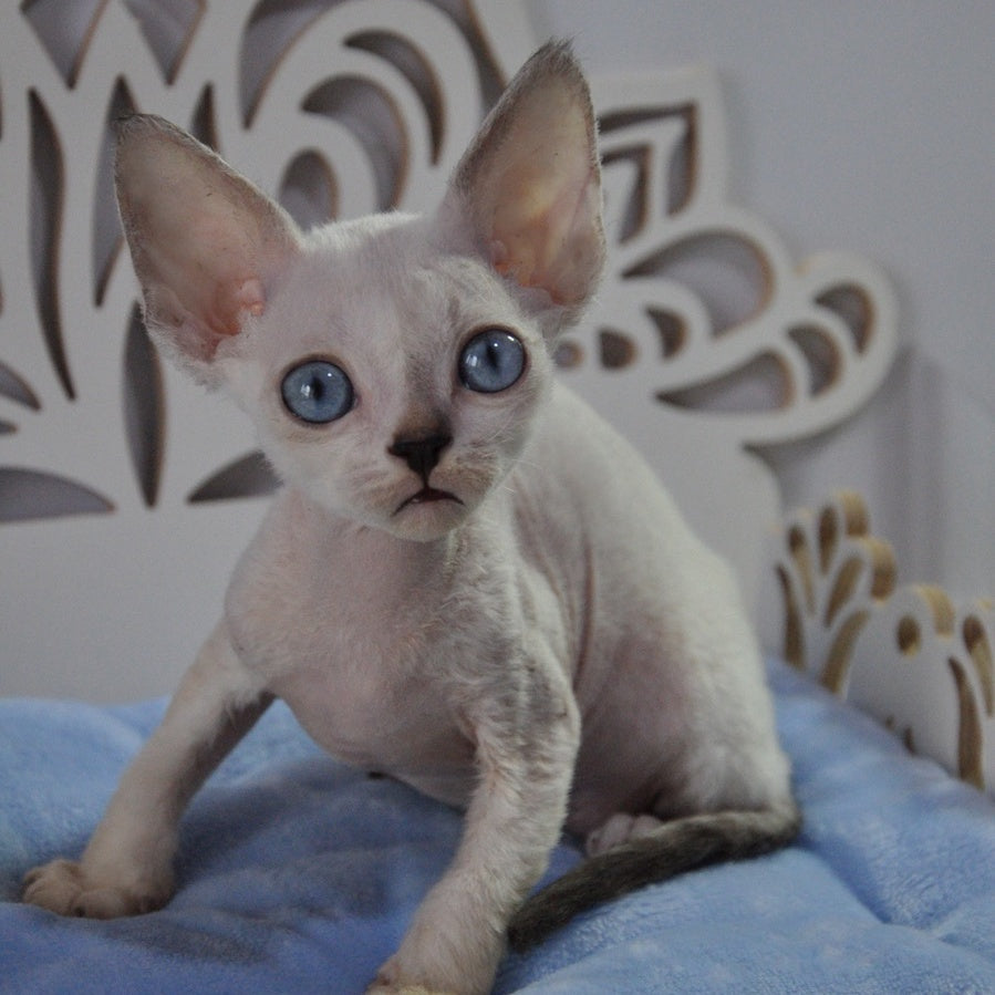 Mark Devon Rex male, blue tabby pointed