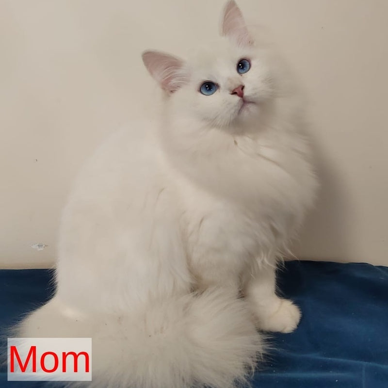 Jora Siberian male, black tabby pointed with white