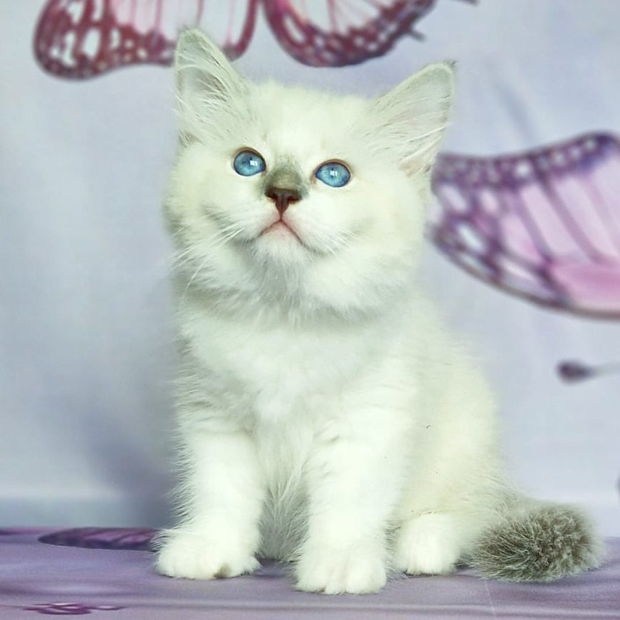 Eshley Siberian male, blue with white tabby pointed